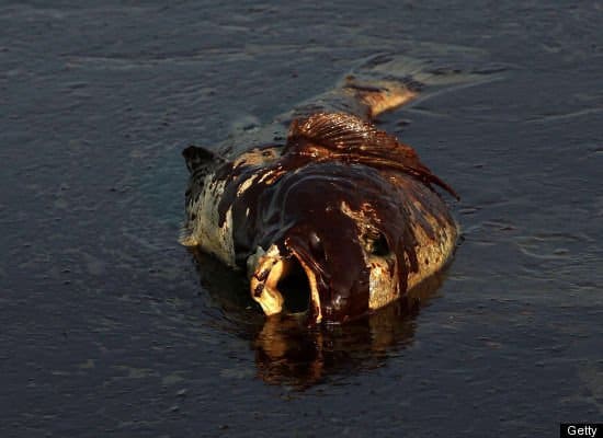 28372_10150200648570436_765260435_13037173_6511830_n