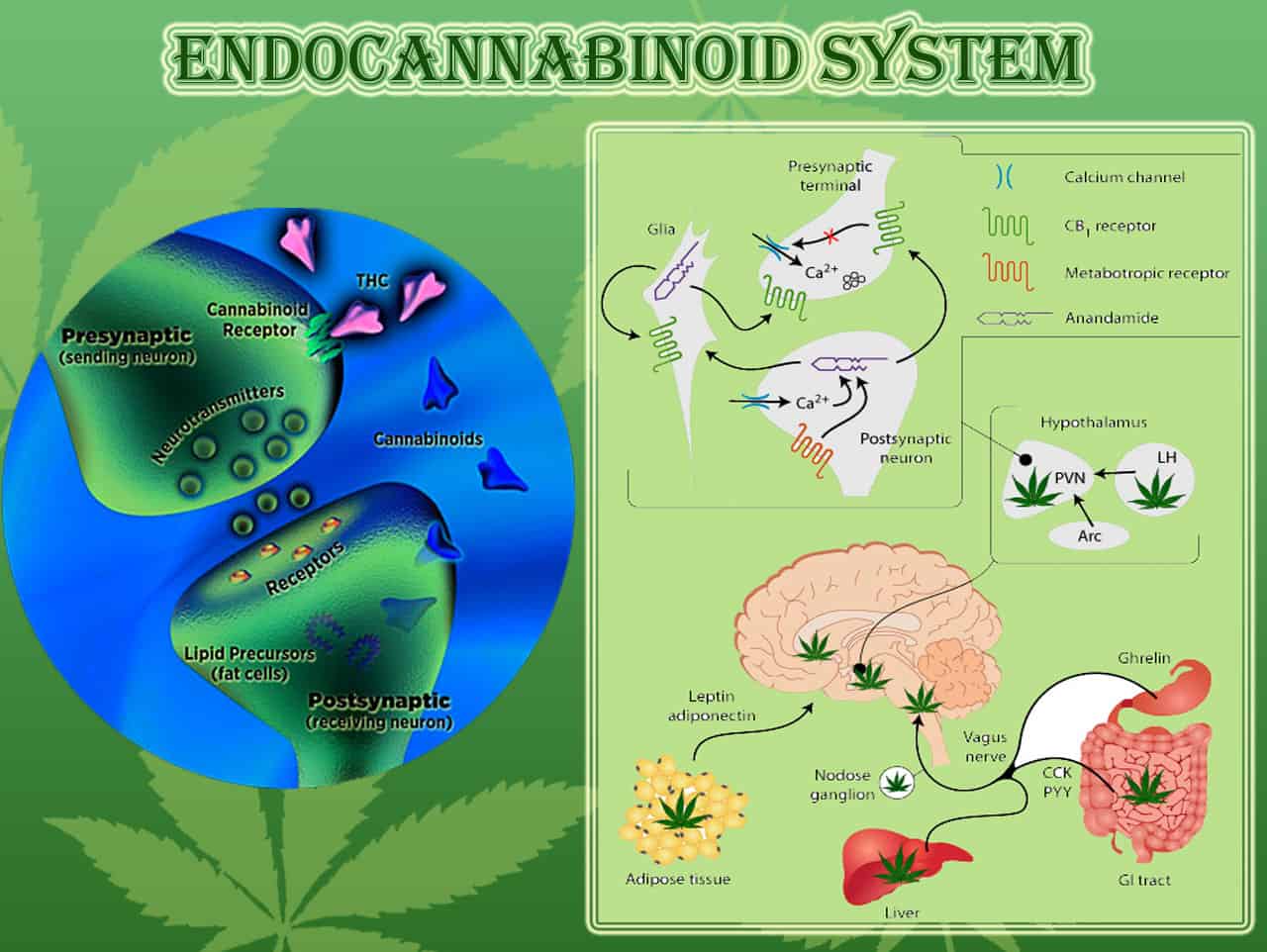 Endocannabinoid-System
