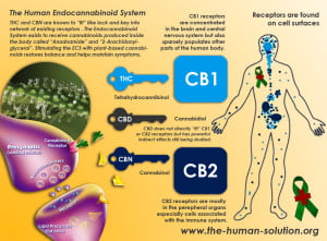 encannabinoidsystem2