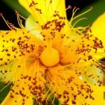 yellowflowerreddots