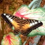 DSCN0299altered (1)web